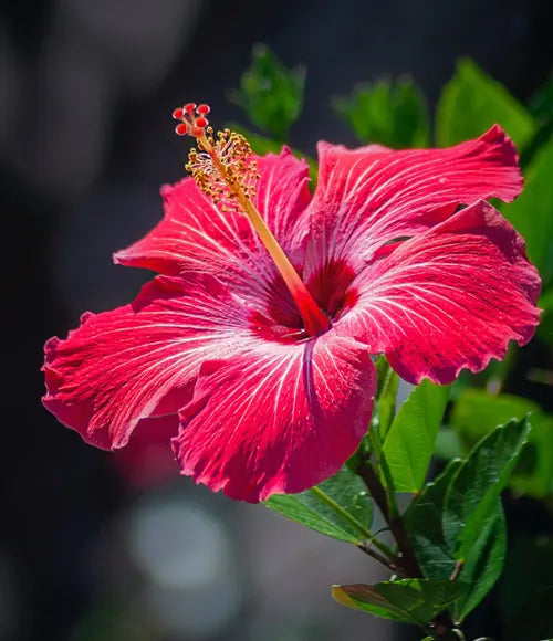 Hibiscus