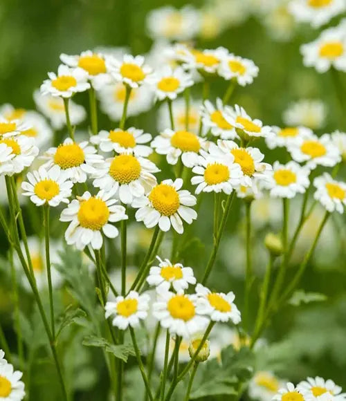 Chamomile