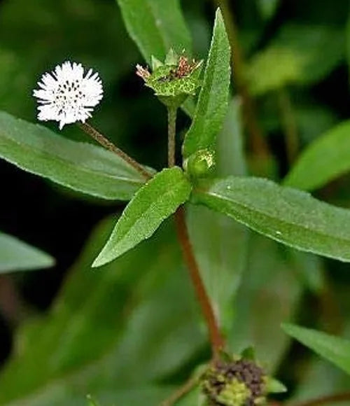 Bhringraj