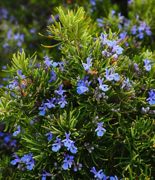 Rosemary