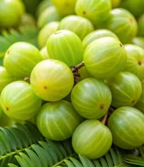Amalki ( Amla)