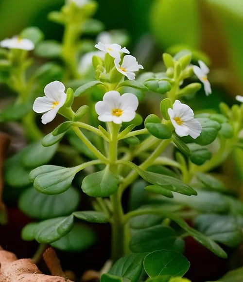 Brahmi