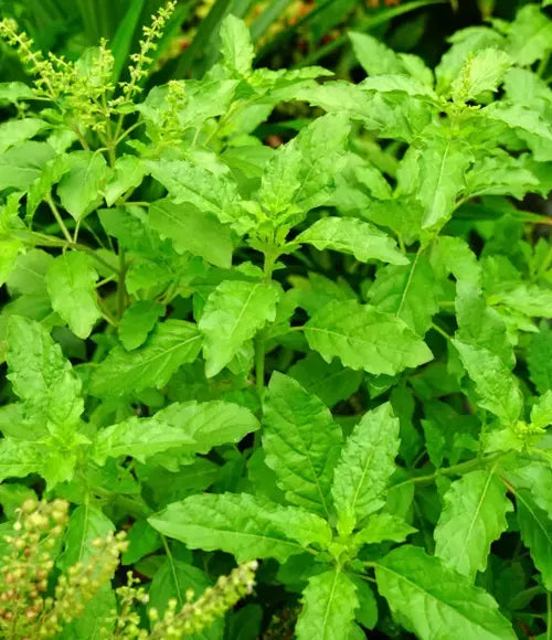 Tulsi