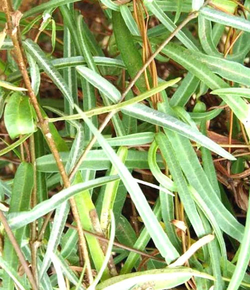 Ananthamul (Sariva)